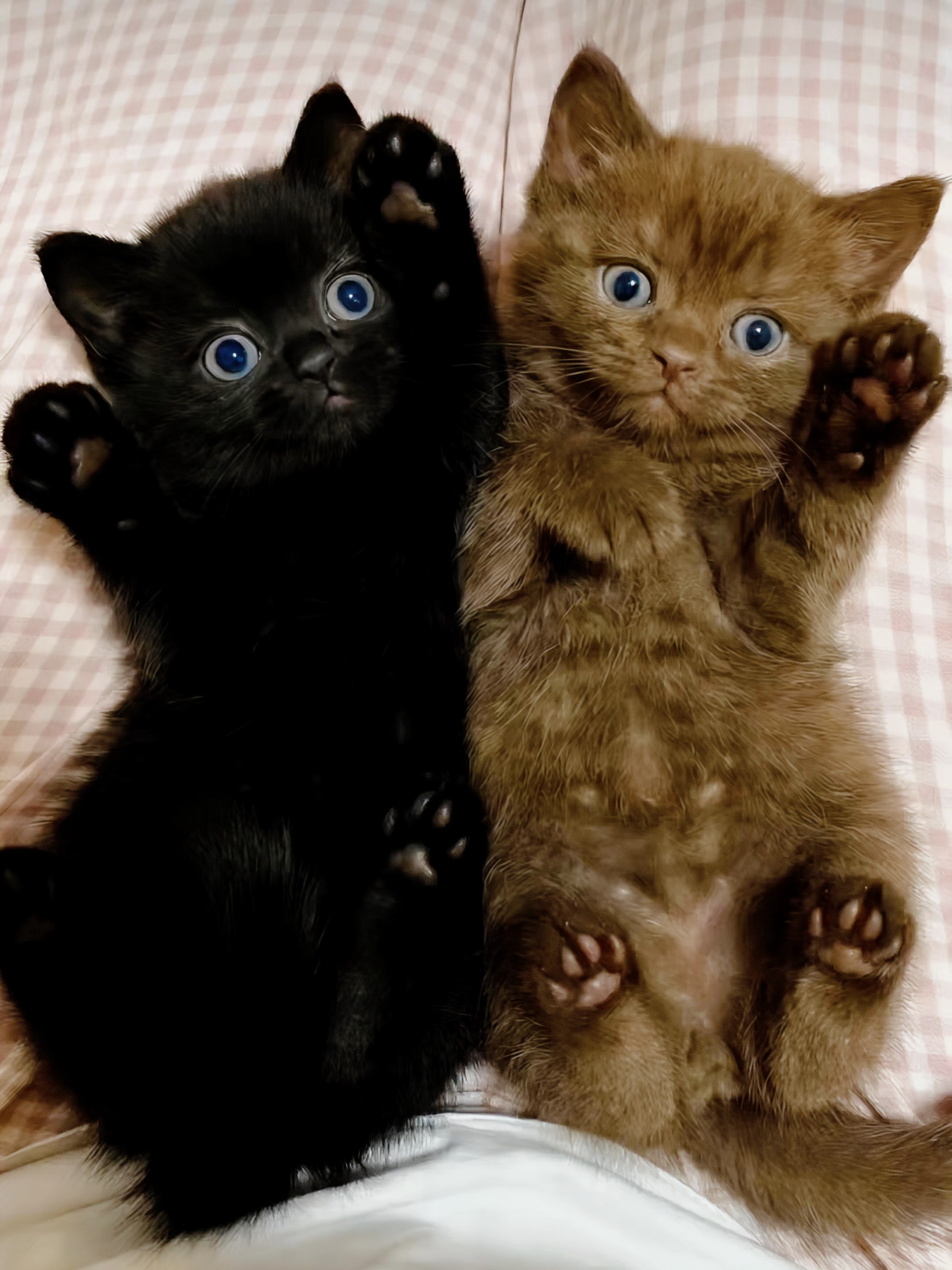 Due cuori, quattro zampette e un mondo di tenerezza 🐱🐱